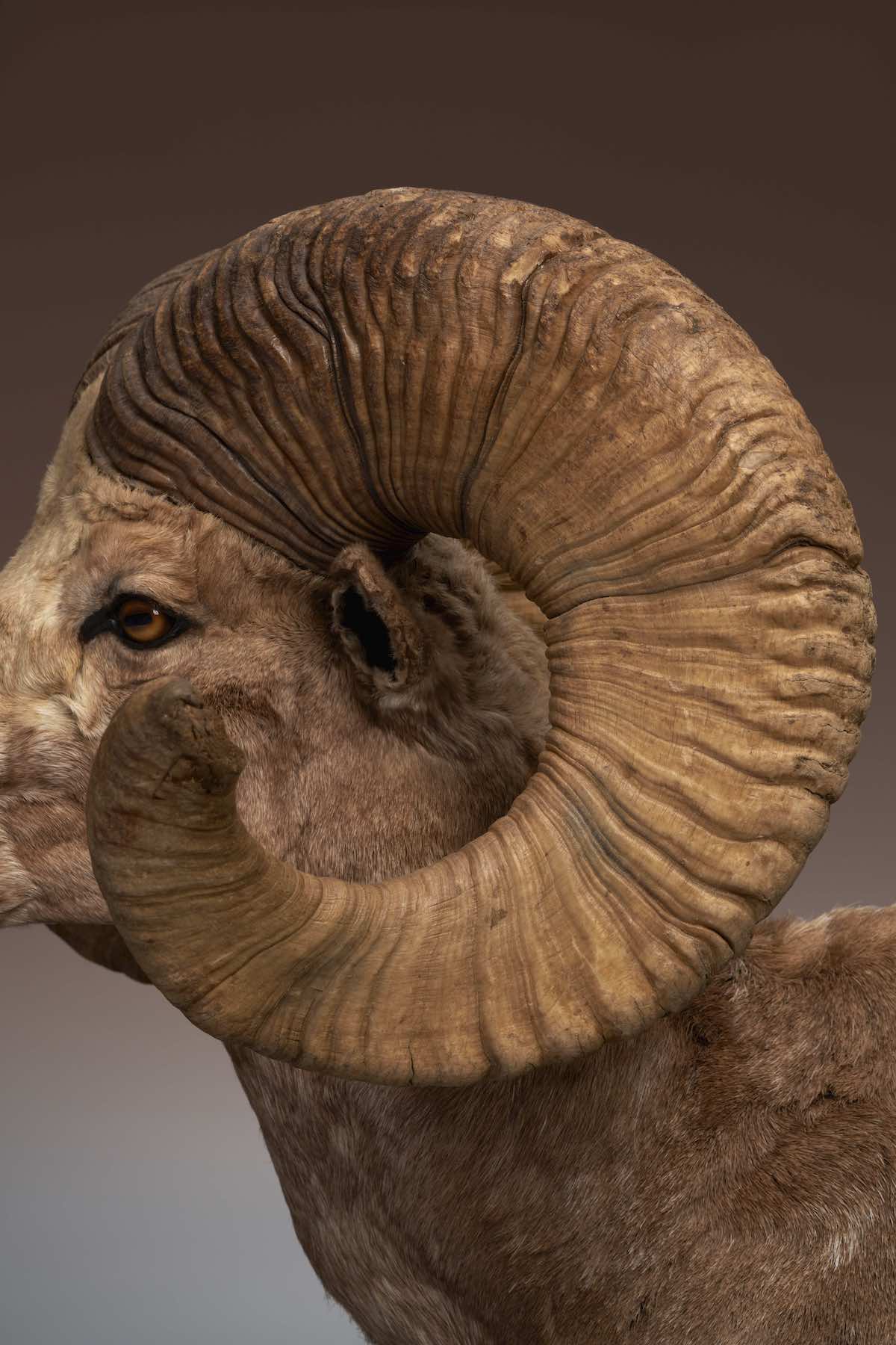 自然史標本棟 動物剥製
提供:国立科学博物館 写真:©︎Gottingham
