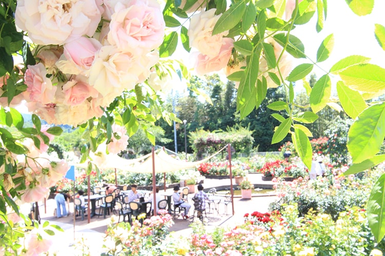 大阪府立花の文化園で、バラに囲まれてお茶を楽しむ「ROSE TEA TIME」