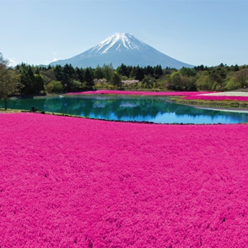 インスタ映え間違いなし！ピンクの海が広がる「富士芝桜まつり」