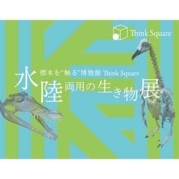 標本に“触る”博物館、“Think Square”「水陸両用の生き物展」開催