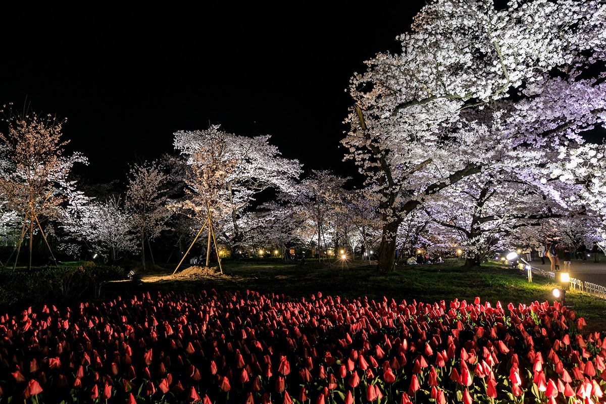 京都府立植物園で 桜ライトアップ19 を開催 Fasu ファス