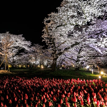 京都府立植物園で「桜ライトアップ2019」を開催