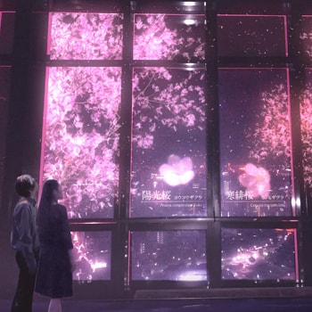 東京タワーに夜桜が出現！「TOKYO TOWER CITY LIGHT FANTASIA～YOZAKURA NIGHT～」
