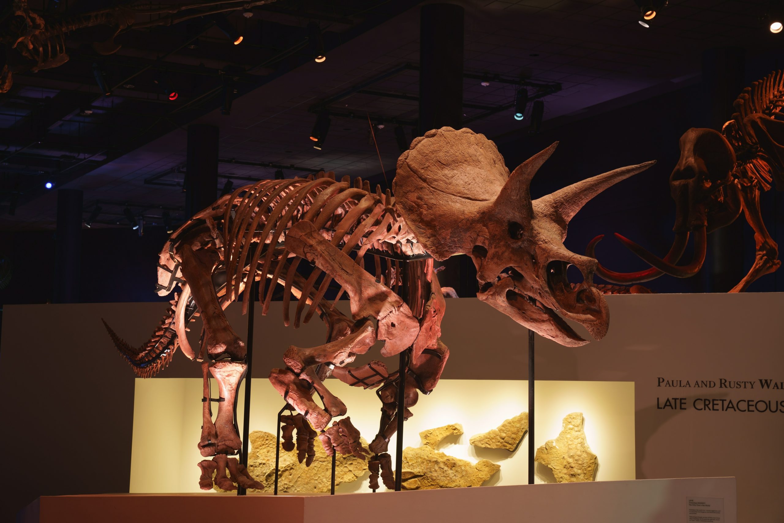 トリケラトプス「レイン」の化石展示。ここまで完全な姿の化石は非常に珍しい。
※ヒューストン自然科学博物館所蔵
