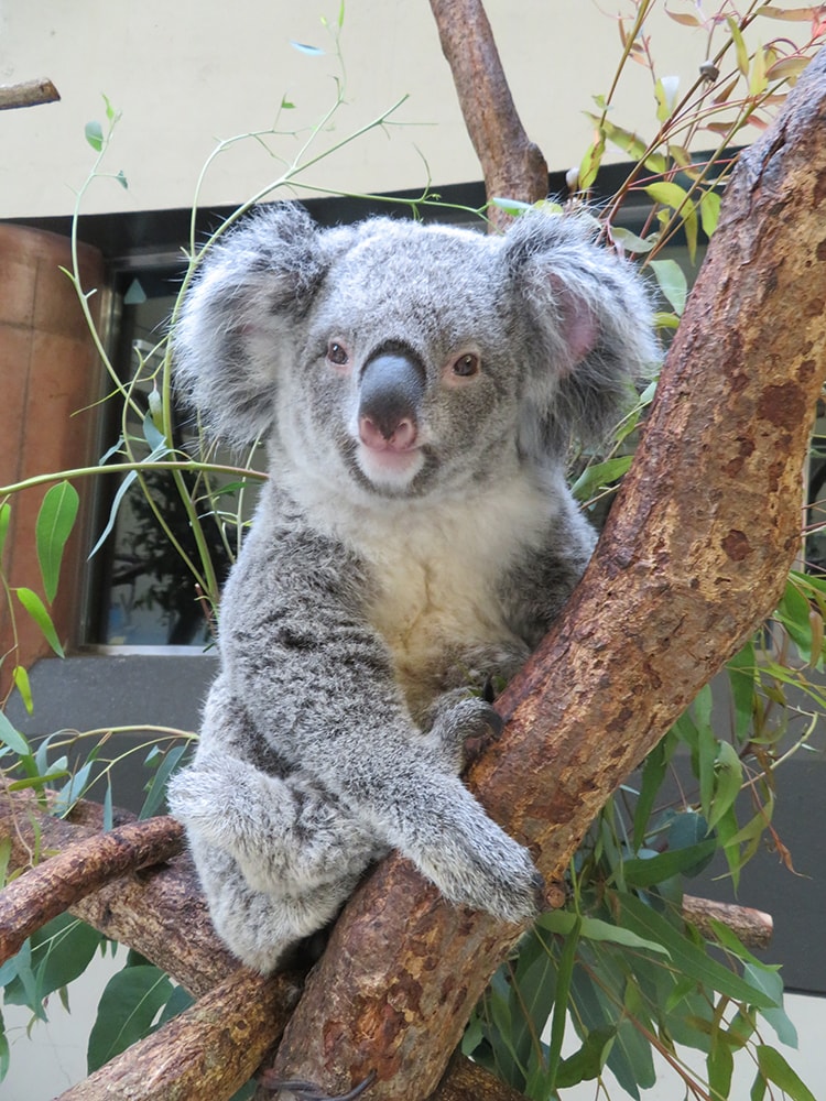 Gwに 多摩動物公園 で コアラ来園35周年記念イベント を開催 Fasu ファス