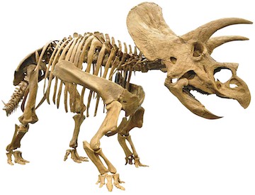 《トリケラトプス全身復元骨格》福井県立恐竜博物館所蔵
