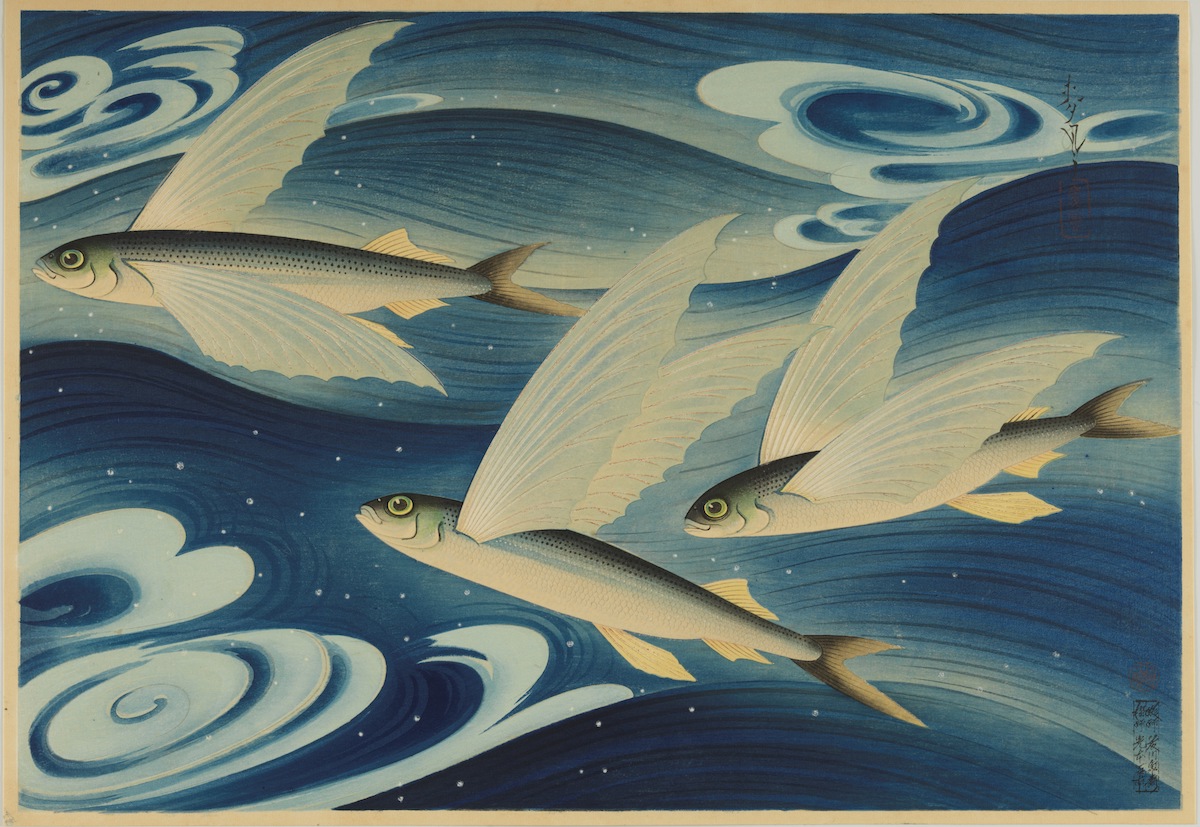 大野麦風『大日本魚類画集』第1輯第6回　「飛魚」　昭和38年（1941）1月
