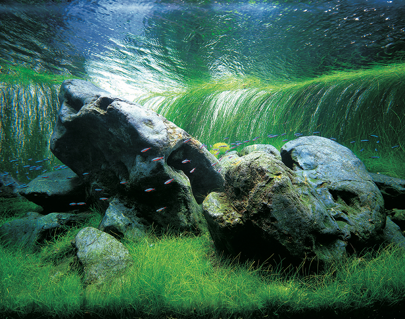 Gallery AaMoの「NATURE AQUARIUM EXHIBITION 2021 TOKYO」で未知なる水草の世界を親子で体感！ |  Fasu [ファス]