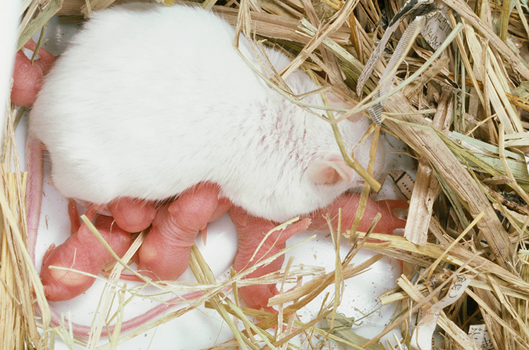 マウスの親子　2日齢 ©tatematsu mitsuyoshi/Nature Production /amanaimages