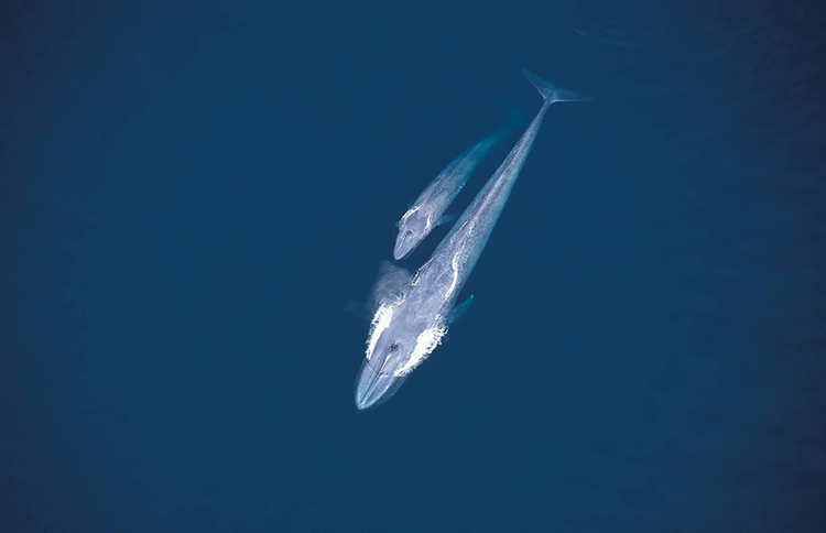 シロナガスクジラの母子（空撮） ©Mark Carwardine/Nature Production /amanaimages
