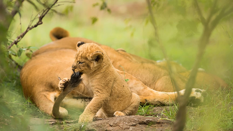 ライオンの親子 ©Karen Deakin/Robert Harding /amanaimages