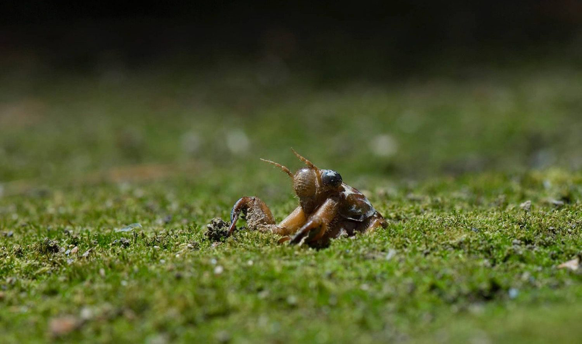 セミの幼虫は土の中に何年いる？